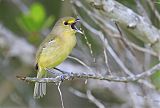 Thick-billed Vireo